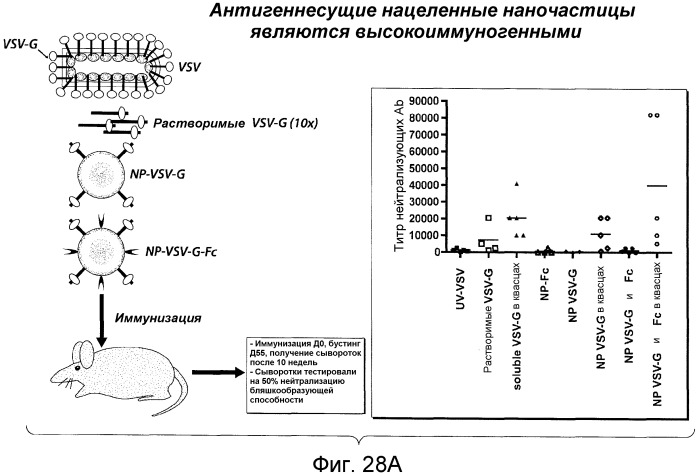 Никотиновые иммунонанотерапевтические лекарственные средства (патент 2487712)