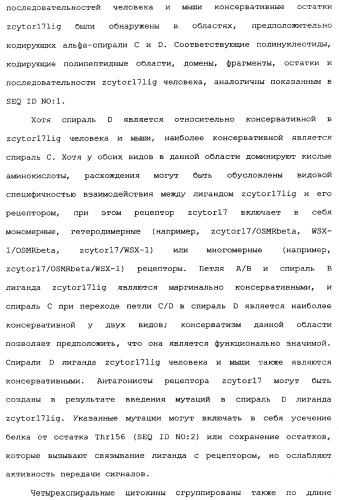 Новый лиганд рецептора цитокина zcytor17 (патент 2360923)