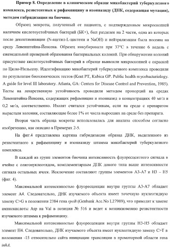 Способ одновременного обнаружения микобактерий туберкулезного комплекса и идентификации мутаций в днк микобактерий, приводящих к устойчивости микроорганизмов к рифампицину и изониазиду, на биологических микрочипах, набор праймеров, биочип и набор олигонуклеотидных зондов, используемые в способе (патент 2376387)