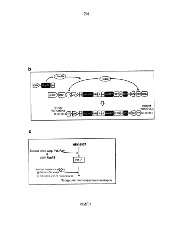 Полустабильное получение лентивирусных векторов (патент 2577982)