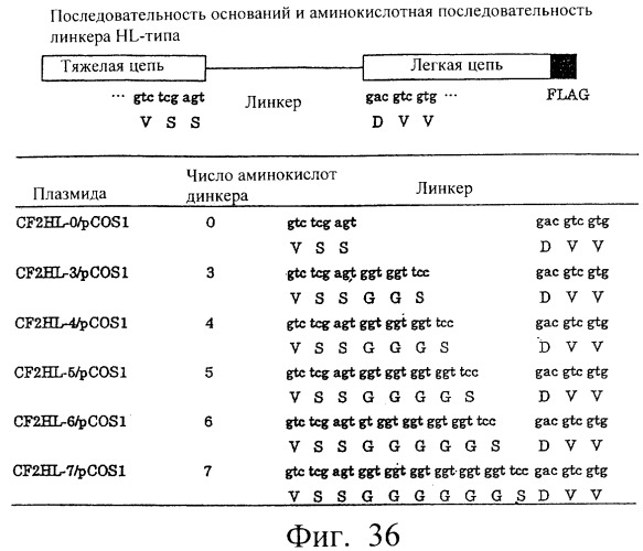 Модифицированное агонистическое антитело (патент 2295537)