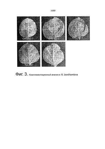 Клонирование и использование функционального r-гена из solanum chacoense (патент 2586509)