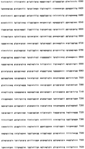 Конструирование рекомбинанта онколитического аденовируса, специфически экспрессирующего иммуномодуляторный фактор gm-csf в опухолевых клетках, и его применение (патент 2361611)