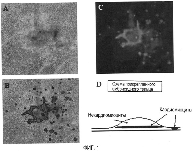 Способ селекции кардиомиоцитов (варианты) (патент 2426784)