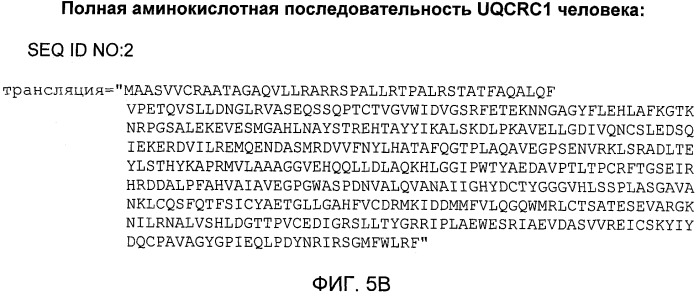 Композиция и способ лечения опухолей (патент 2500815)