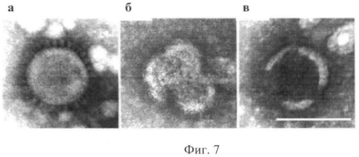 Производные n-замещенного 1,4-диазабицикло-[2.2.2]-октана, проявляющие противовирусную активность в отношении рнк-вирусов (патент 2399669)