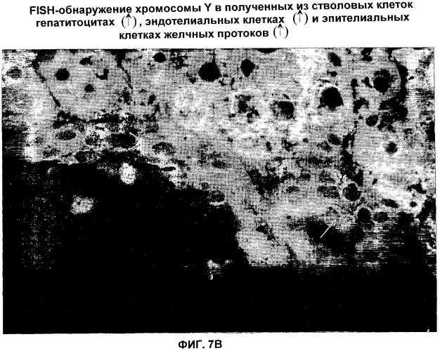 Дедифференцированные программируемые стволовые клетки моноцитарного происхождения и их получение и применение (патент 2333243)