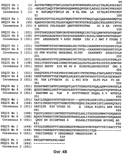 Варианты альфа-амилазы с измененными свойствами (патент 2499044)