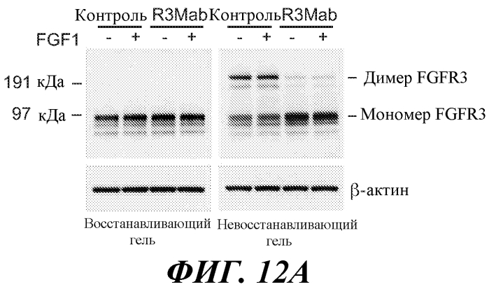 Антитела против fgfr3 и способы их применения (патент 2568066)