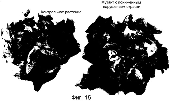 Способ скрининга для отбора растений, обнаруживающих пониженное нарушение окраски поверхности, вызываемое повреждением, и растение и части растения, получаемые таким образом (патент 2433585)