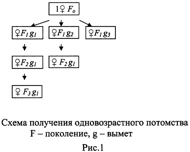 Способ оценки генотоксичности водных сред (патент 2491546)