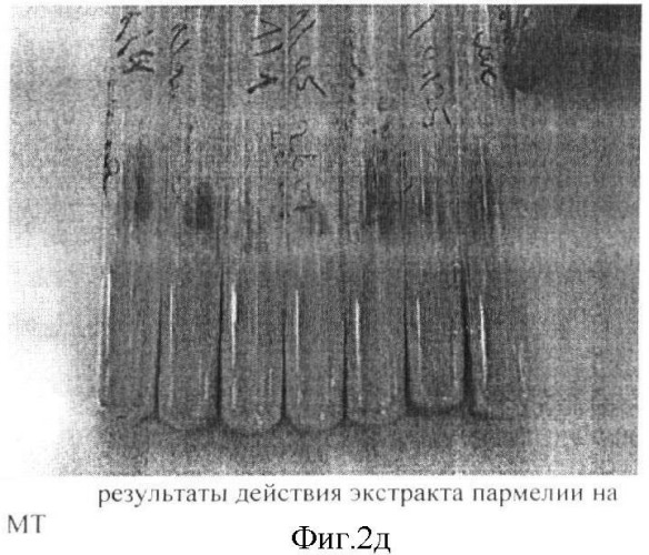 Экстракт солодки голой, обладающий противотуберкулезной активностью (патент 2362577)