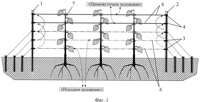 Способ формирования вертикально ориентированного ствола винограда на общей площади его посадки (вариант русской логики) (патент 2537328)