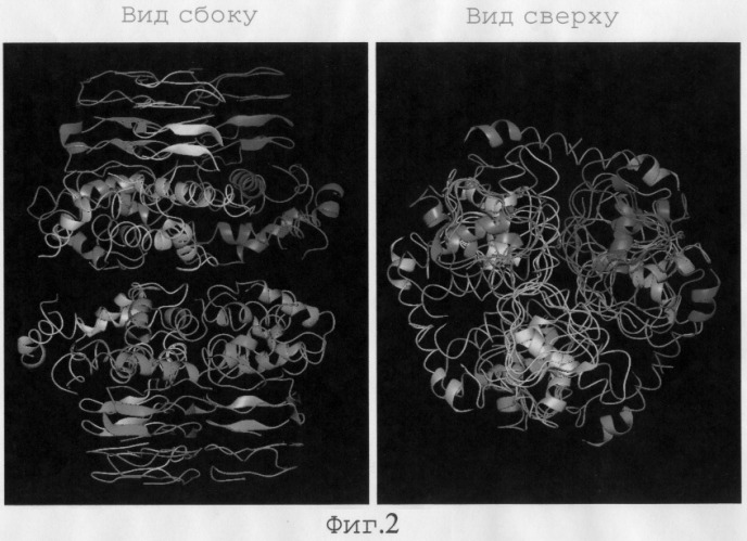 Мутантная серинацетилтрансфераза, фрагмент днк, кодирующий мутантную серинацетилтрансферазу (варианты), бактерия, принадлежащая к роду escherichia, - продуцент l-цистеина, и способ продукции l-цистеина (патент 2279477)