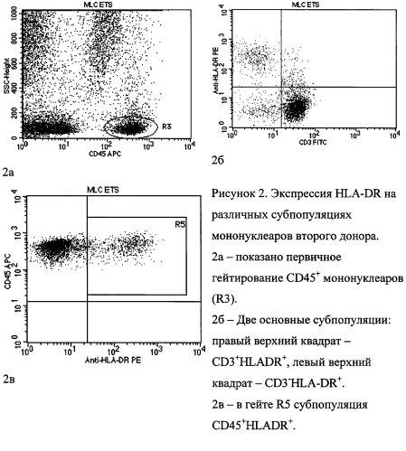 Способ оценки аллогенного иммунного ответа в кратковременной смешанной культуре мононуклеаров неродственных доноров (патент 2581925)