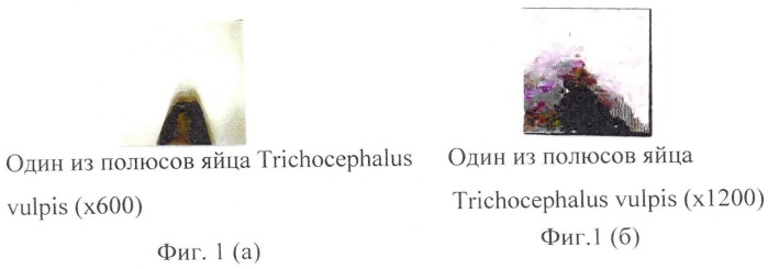 Способ прижизненной дифференциальной диагностики trichocephalus vulpis и thominx (capillaria) aerophilus по микроструктуре яиц (патент 2482481)