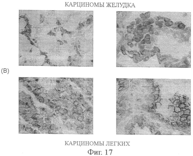 Моноклональные антитела к клаудину-18 для лечения рака (патент 2445319)