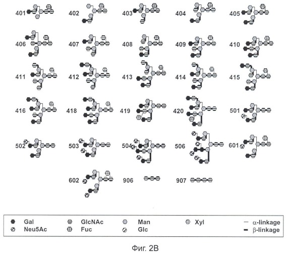 Способ обнаружения сахарных цепей с glcnac, синтезированных gnt-v (патент 2442989)