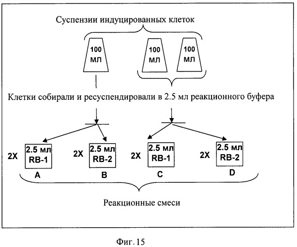 Способ получения гидроксилированного l-лейцина и бактерия, трансформированная днк, кодирующей диоксигеназу (патент 2468085)