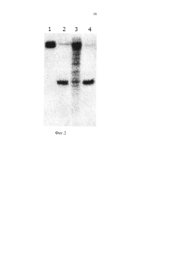 Штамм бактерий plantibacter flavus 3kz - продуцент метилзависимой сайт-специфической эндонуклеазы pfsi (патент 2593723)