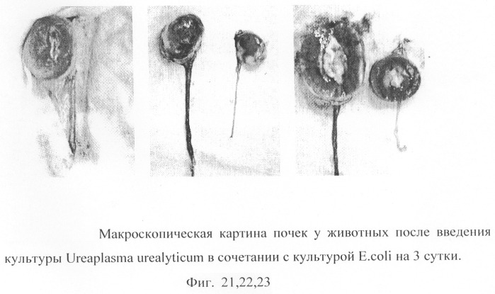 Способ моделирования пиелонефрита (патент 2289852)