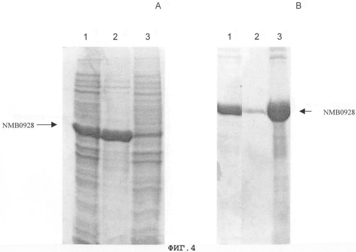 Белок nmb0928 и его применение в фармацевтических композициях (патент 2335505)