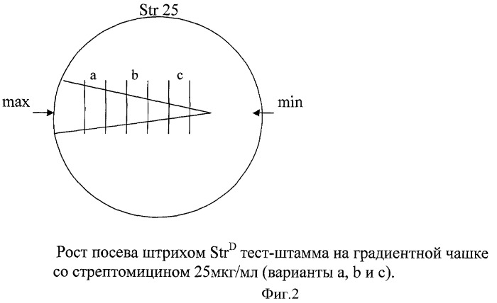 Способ определения остаточной активности стрептомицина с помощью спорово тест-культуры штамма bacillus anthracis davies &quot;r&quot; бал  31 strd в питательных средах, биологических тканях и жидкостях (патент 2384622)