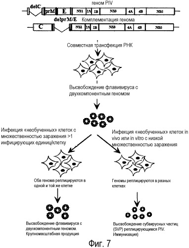 Флавивирус с двухкомпонентным геномом и его использование (патент 2527891)