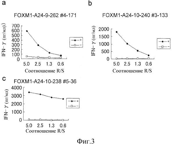 Пептиды foxm1 и вакцины, содержащие их (патент 2560431)