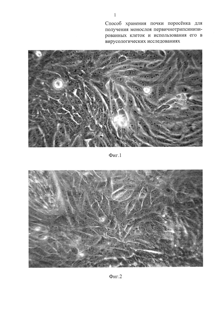 Способ хранения почки поросенка для получения монослоя первичнотрипсинизированных клеток и использования его в вирусологических исследованиях (патент 2646135)