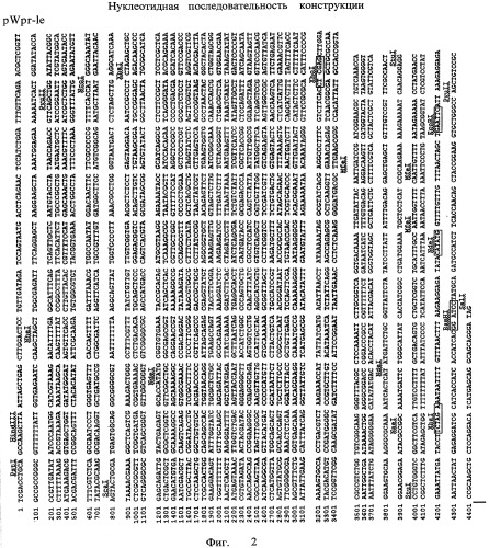 Интегративная генетическая конструкция pwpr-le (патент 2539768)