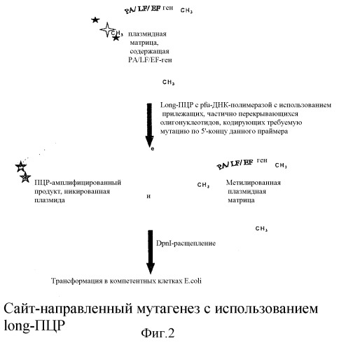 Способ получения нетоксичной противосибиреязвенной вакцины (патент 2287581)
