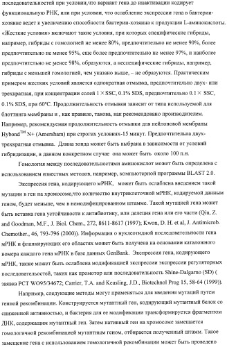 Способ получения l-аминокислот с использованием бактерии, принадлежащей к роду escherichia, в которой инактивирован один или несколько генов, кодирующих малые рнк (патент 2395567)