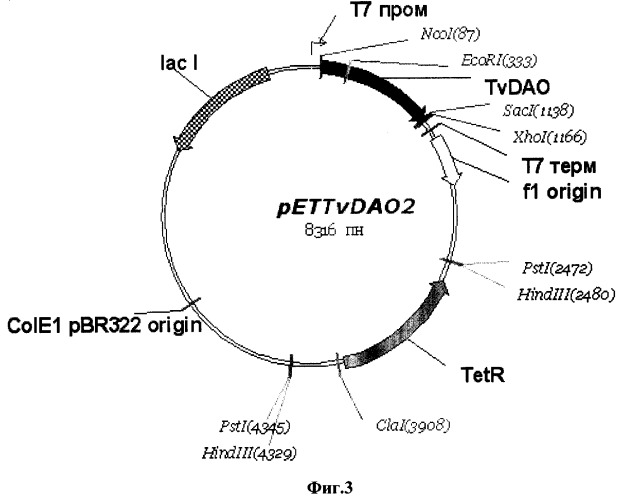 Рекомбинантная плазмида pettvdao2, обеспечивающая синтез оксидазы d-аминокислот (dao) дрожжей trigonopsis variabilis в клетках escherichia coli и рекомбинантный штамм escherichia coli c41(de3)/pettvdao2 - продуцент dao (патент 2310687)