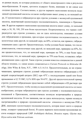 Молекулы нуклеиновых кислот, кодирующие wrinkled1-подобные полипептиды, и способы их применения в растениях (патент 2385347)