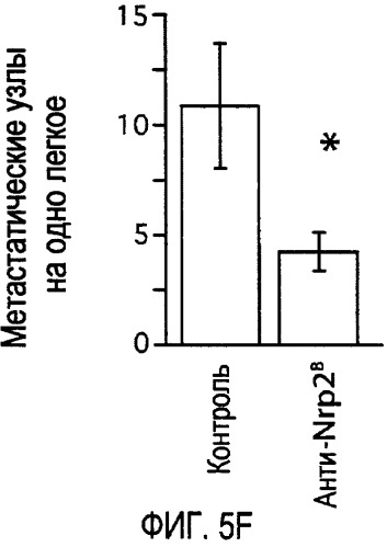 Ингибирование метастазов опухоли антителами против нейропилина-2 (патент 2437677)
