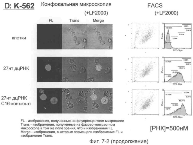 Модифицированная липидом двухцепочечная рнк, обладающая эффектом рнк-интерференции (патент 2489167)