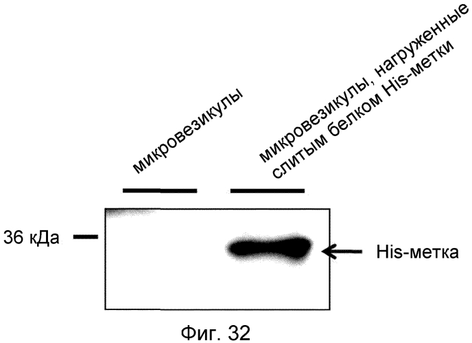Микровезикулы, происходящие из протопластов клеток, и их применение (патент 2570636)