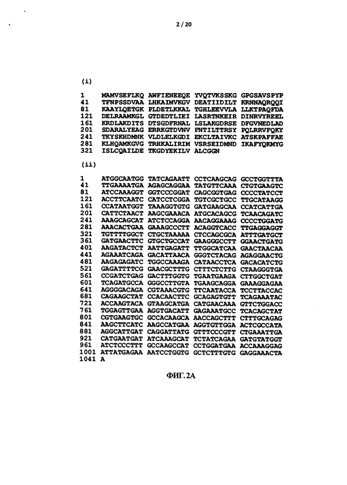 Антитело к аннексину а1 (патент 2596403)