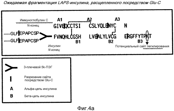 Конъюгат инсулина с применением фрагмента иммуноглобулина (патент 2519073)