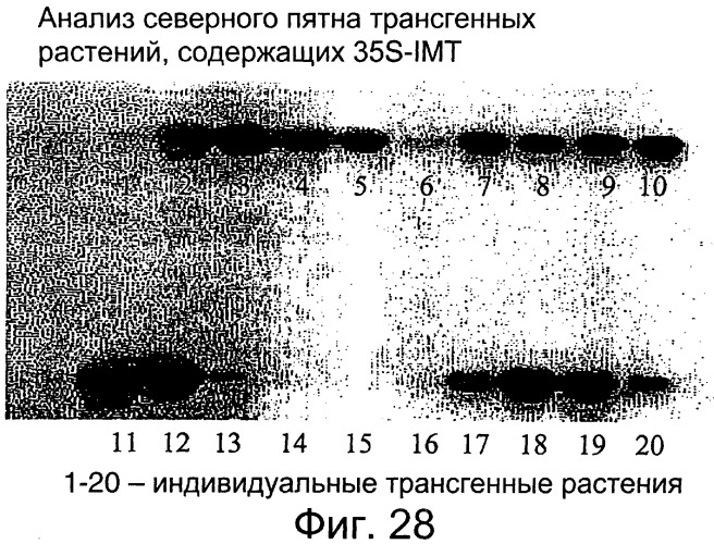 Способы и составы для измерения уровня содержания вторичных продуктов обмена веществ в растениях (патент 2260050)