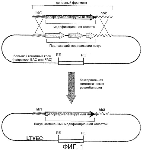 Способ генетической модификации интересующего эндогенного гена или хромосомного локуса (варианты) и его использование (патент 2290441)
