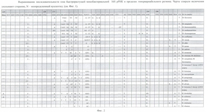 Способ идентификации микобактерий с помощью полимеразной цепной реакции (патент 2455364)
