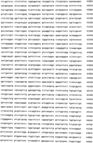 Бактериофаг, обладающий активностью против pseudomonas aeruginosa, белки бактериофага и способы их применения (патент 2580248)