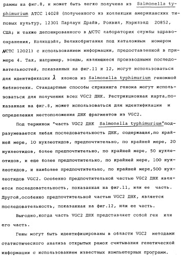 Vgc2 днк salmonella typhimurium, мутантная бактерия, обладающая пониженной способностью к адаптации к условиям окружающей среды, и способ ее получения (патент 2370541)