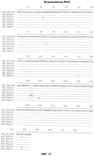 Иммуногенные композиции антигенов staphylococcus aureus (патент 2536981)