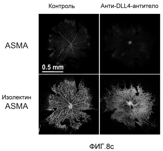 Антитела против dll4 и способы их применения (патент 2415869)