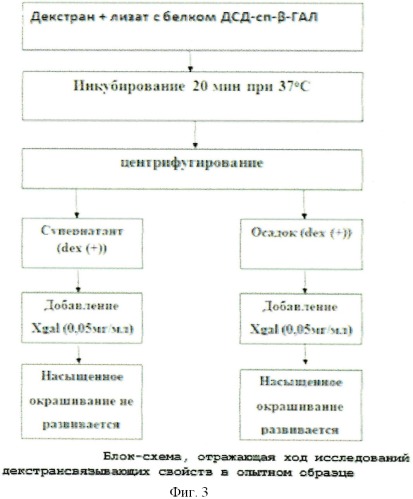 Рекомбинантная белковая конструкция дсд-сп- -гал, обладающая активностью фермента термостабильной  -галактозидазы (лактазы) и способностью аффинно связываться с декстраном, плазмидная днк pgd-10, определяющая биосинтез дсд-сп- -гал, и штамм-продуцент escherichia coli dh5 /pgd-10 (патент 2428477)