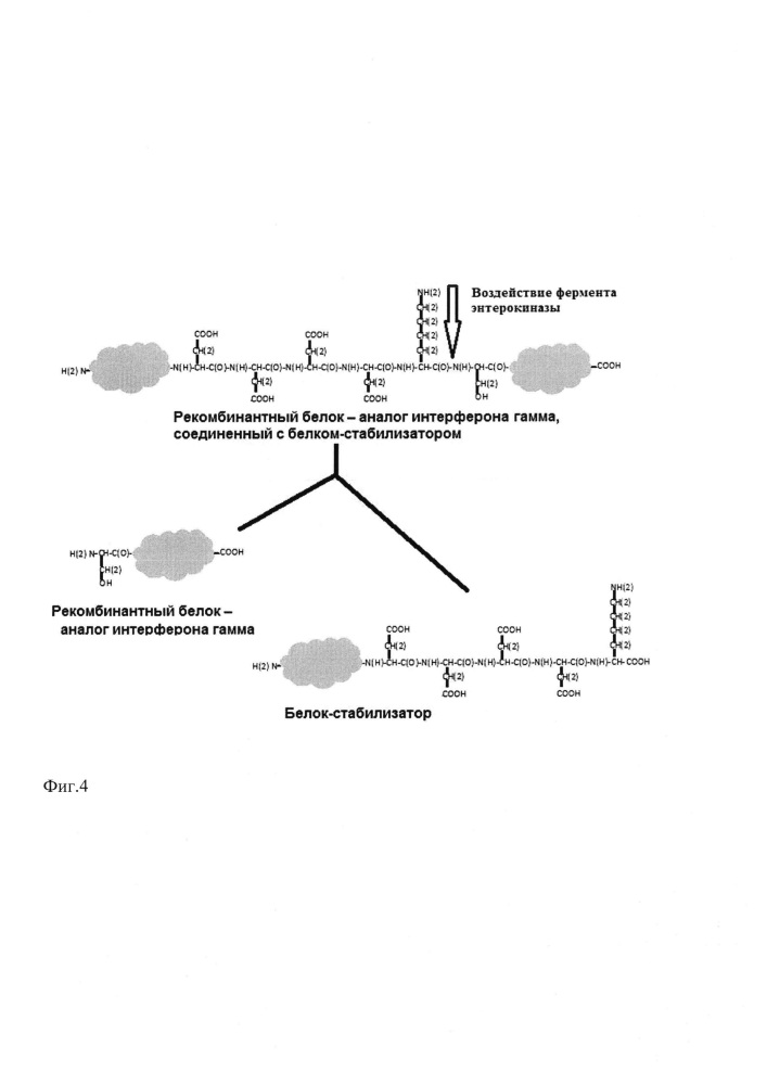 Способ получения гибридного белка, состоящего из рекомбинантного белка аналога интерферона гамма, конъюгированного с олигосахаридом (патент 2656140)