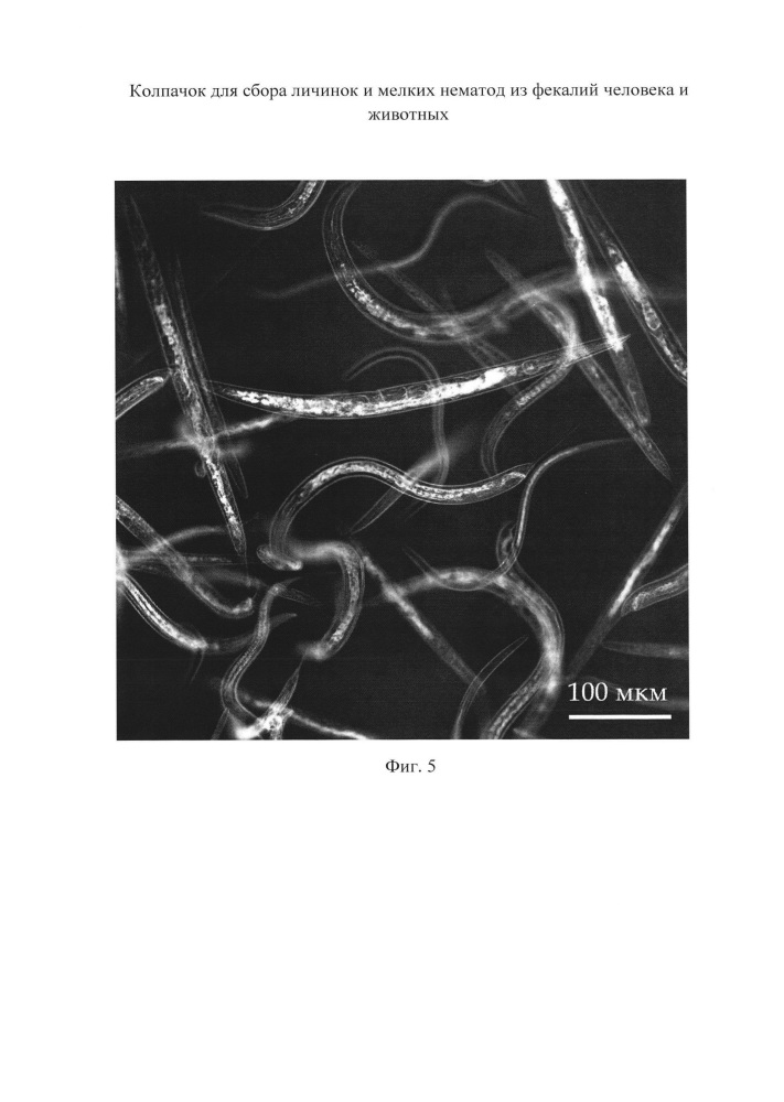 Колпачок для сбора личинок и мелких нематод из фекалий человека и животных (патент 2663629)